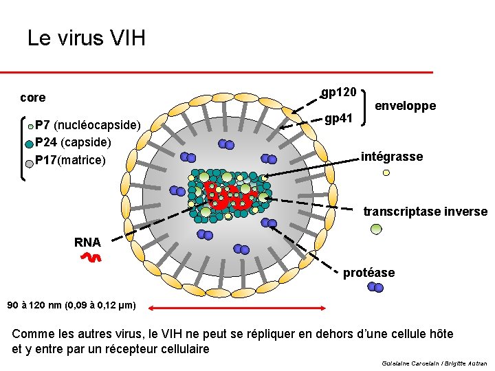 Le virus VIH gp 120 core P 7 (nucléocapside) P 24 (capside) P 17(matrice)