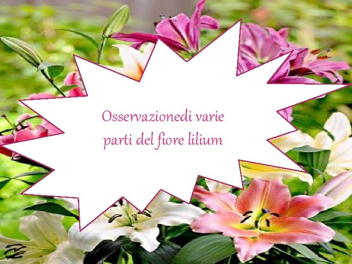 Osservazionedi varie parti del fiore lilium 