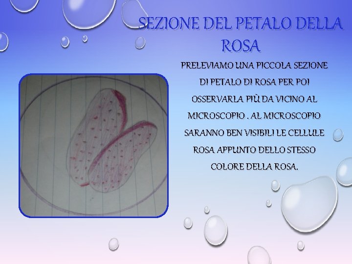 SEZIONE DEL PETALO DELLA ROSA PRELEVIAMO UNA PICCOLA SEZIONE DI PETALO DI ROSA PER