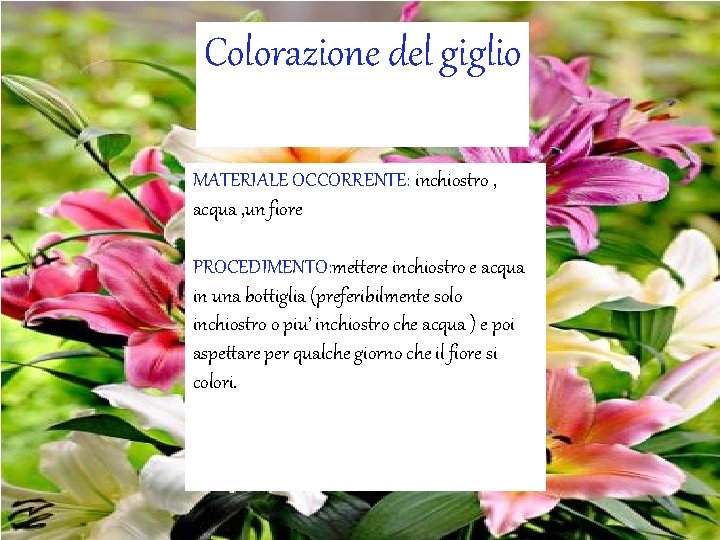 Colorazione del giglio MATERIALE OCCORRENTE: inchiostro , acqua , un fiore PROCEDIMENTO: mettere inchiostro