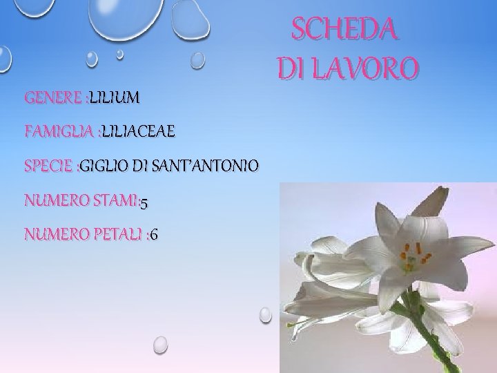 GENERE : LILIUM FAMIGLIA : LILIACEAE SPECIE : GIGLIO DI SANT’ANTONIO NUMERO STAMI: 5