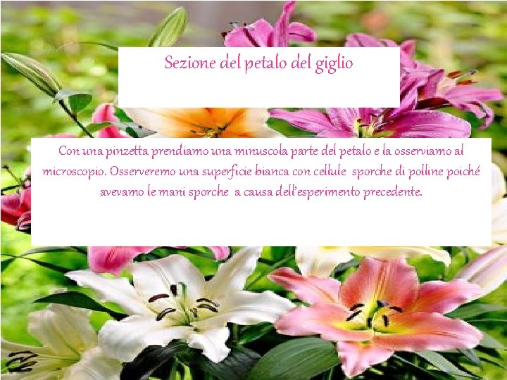 Sezione del petalo del giglio Con una pinzetta prendiamo una minuscola parte del petalo