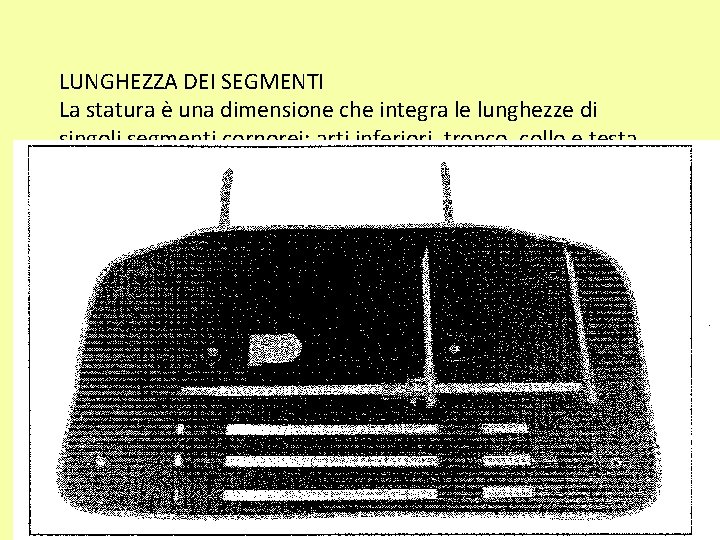 LUNGHEZZA DEI SEGMENTI La statura è una dimensione che integra le lunghezze di singoli