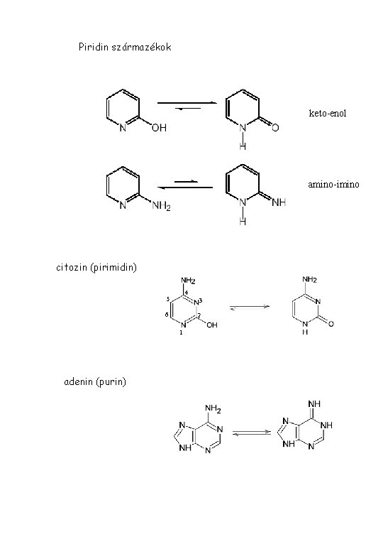 Piridin származékok keto-enol amino-imino citozin (pirimidin) 4 5 3 6 2 1 adenin (purin)