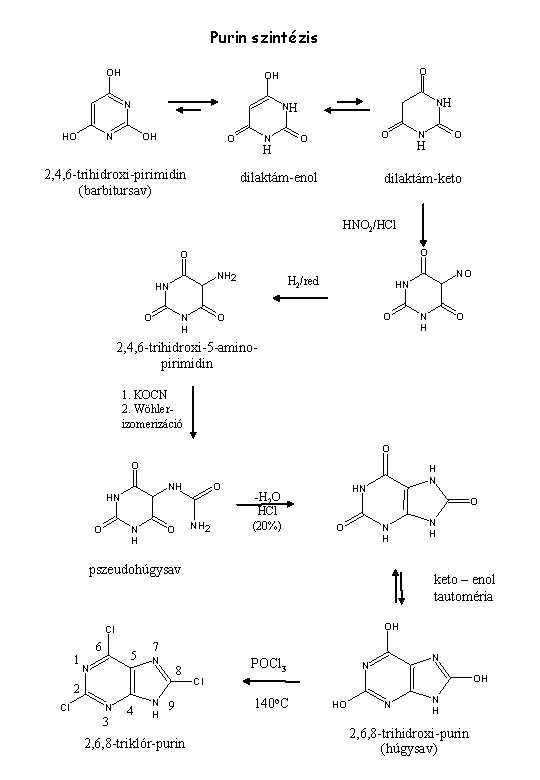 Purin szintézis OH N HO O OH N NH NH OH O 2, 4,