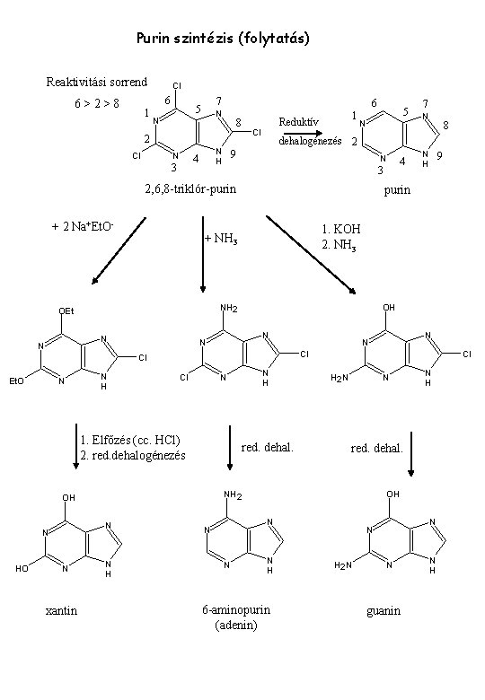 Purin szintézis (folytatás) Reaktivitási sorrend Cl 6 6>2>8 1 7 5 6 N N