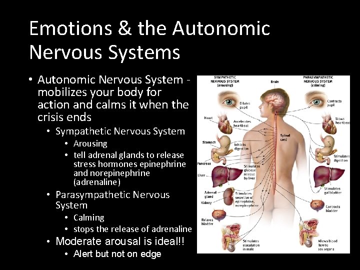 Emotions & the Autonomic Nervous Systems • Autonomic Nervous System mobilizes your body for