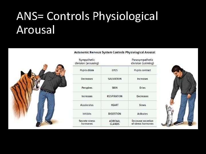 ANS= Controls Physiological Arousal 