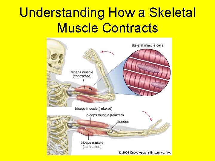 Understanding How a Skeletal Muscle Contracts 