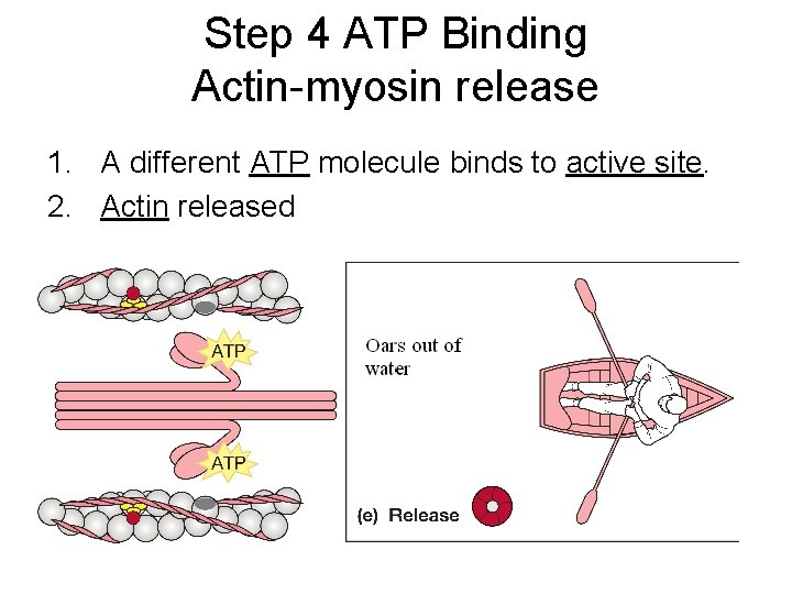 Step 4 ATP Binding Actin-myosin release 1. A different ATP molecule binds to active