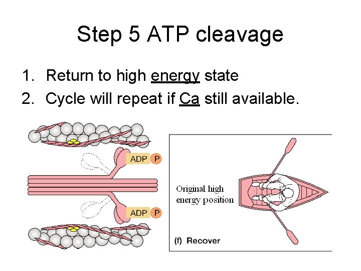 Step 5 ATP cleavage 1. Return to high energy state 2. Cycle will repeat