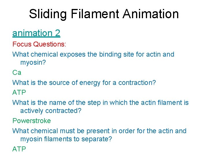 Sliding Filament Animation animation 2 Focus Questions: What chemical exposes the binding site for