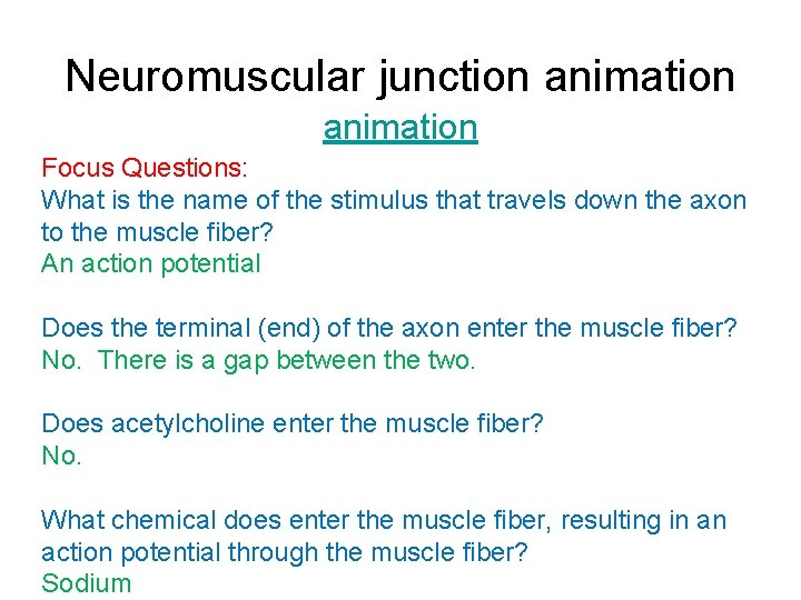 Neuromuscular junction animation Focus Questions: What is the name of the stimulus that travels