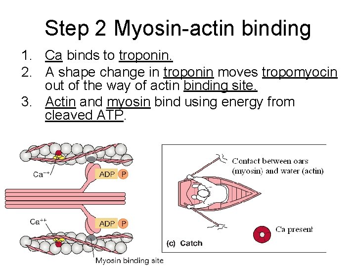 Step 2 Myosin-actin binding 1. Ca binds to troponin. 2. A shape change in