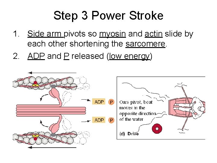 Step 3 Power Stroke 1. Side arm pivots so myosin and actin slide by