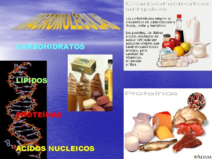 CARBOHIDRATOS LÍPIDOS PROTEÍNAS ÁCIDOS NUCLEICOS 