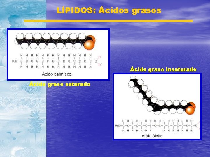 LÍPIDOS: Ácidos grasos Ácido graso insaturado Ácido graso saturado 