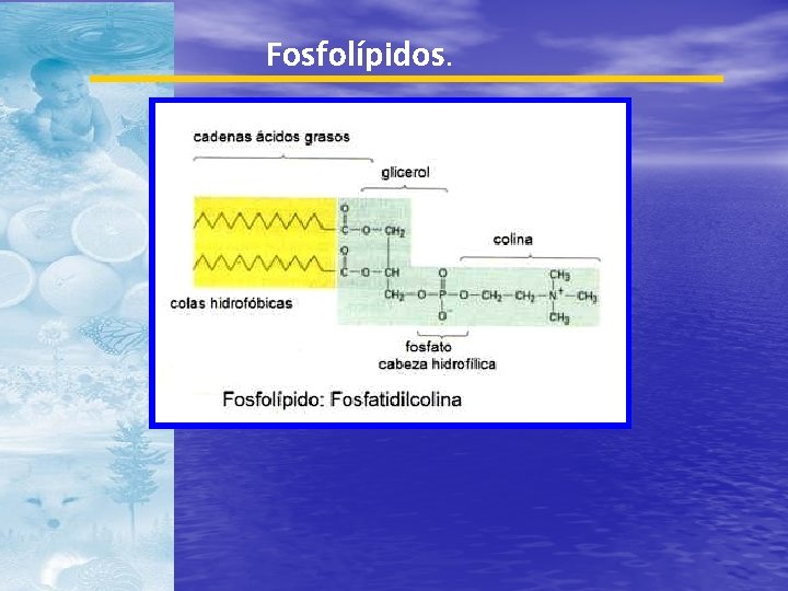 Fosfolípidos. 