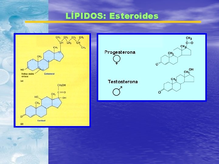 LÍPIDOS: Esteroides 