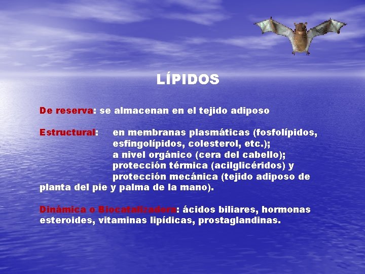 LÍPIDOS De reserva: se almacenan en el tejido adiposo Estructural: en membranas plasmáticas (fosfolípidos,