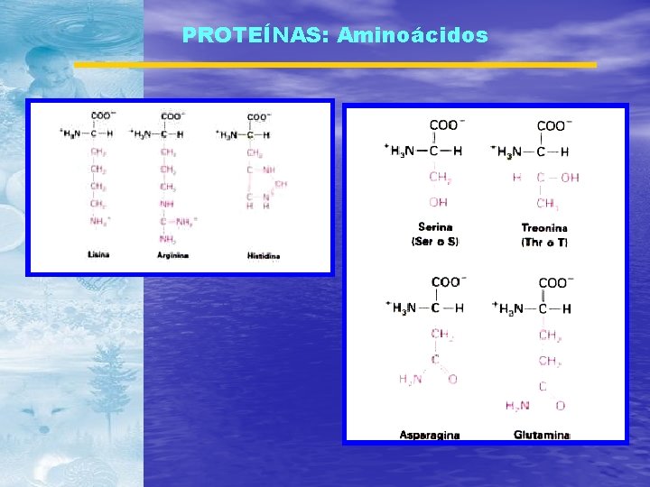 PROTEÍNAS: Aminoácidos 