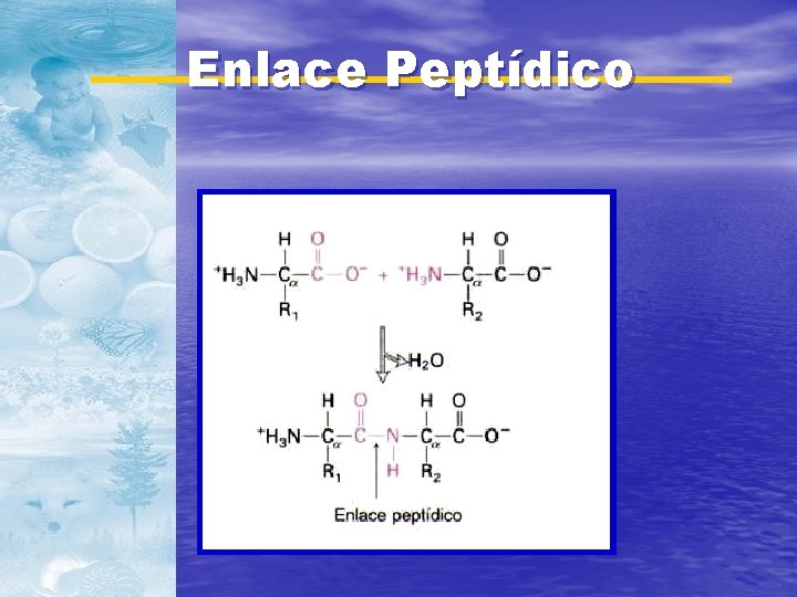 Enlace Peptídico 