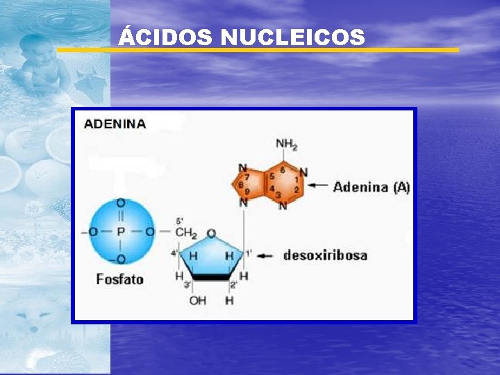 ÁCIDOS NUCLEICOS 