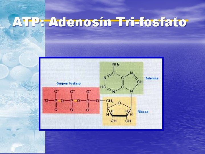 ATP: Adenosín Tri-fosfato 