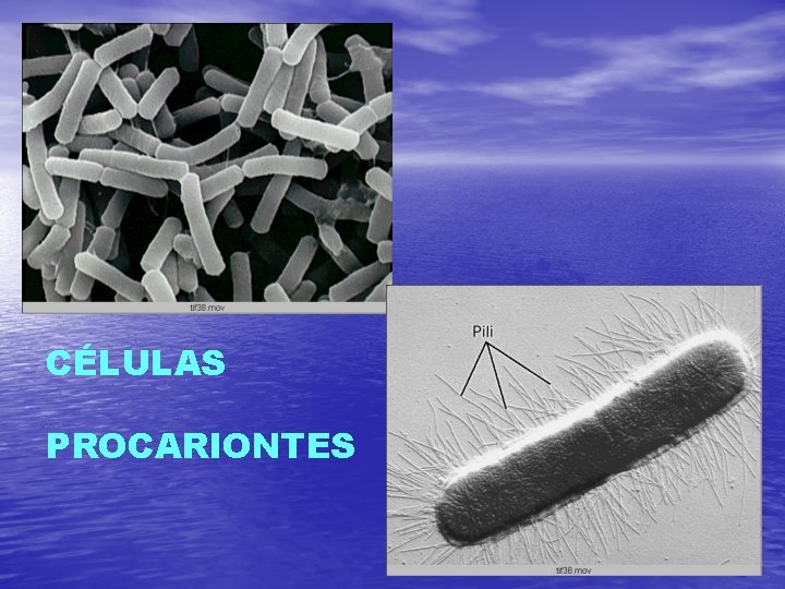 CÉLULAS PROCARIONTES 