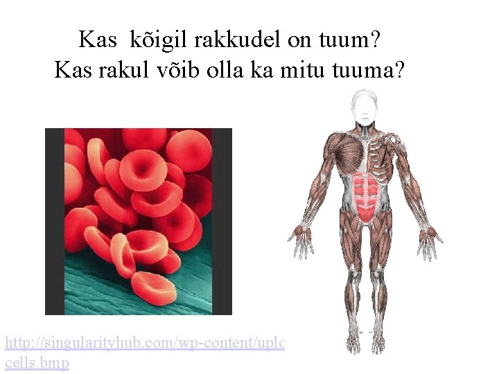 Kas kõigil rakkudel on tuum? Kas rakul võib olla ka mitu tuuma? http: //singularityhub.