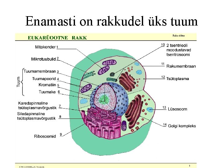 Enamasti on rakkudel üks tuum 