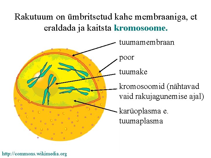 Rakutuum on ümbritsetud kahe membraaniga, et eraldada ja kaitsta kromosoome. tuumamembraan poor tuumake kromosoomid