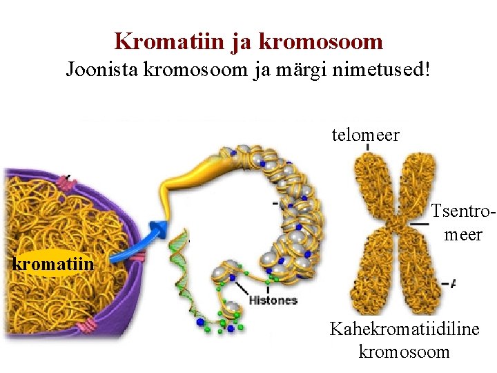 Kromatiin ja kromosoom Joonista kromosoom ja märgi nimetused! telomeer Tsentromeer kromatiin Kahekromatiidiline kromosoom 