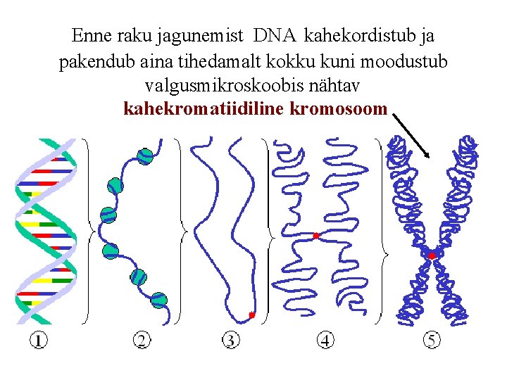Enne raku jagunemist DNA kahekordistub ja pakendub aina tihedamalt kokku kuni moodustub valgusmikroskoobis nähtav