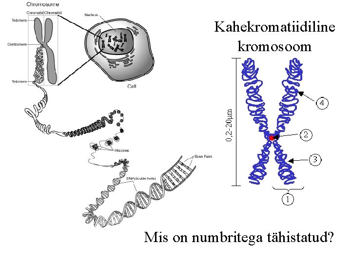 Kahekromatiidiline kromosoom Mis on numbritega tähistatud? 