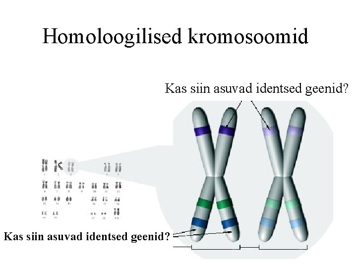 Homoloogilised kromosoomid Kas siin asuvad identsed geenid? 