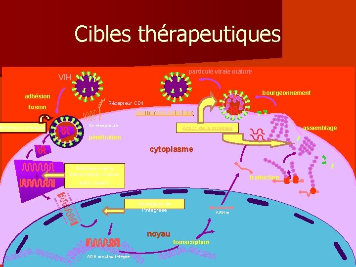 Cibles thérapeutiques particule virale mature VIH bourgeonnement adhésion fusion Inhibiteurs d’entrée Récepteur CD 4 Cibles thérapeutiques particule virale mature VIH bourgeonnement adhésion fusion Inhibiteurs d’entrée Récepteur CD 4