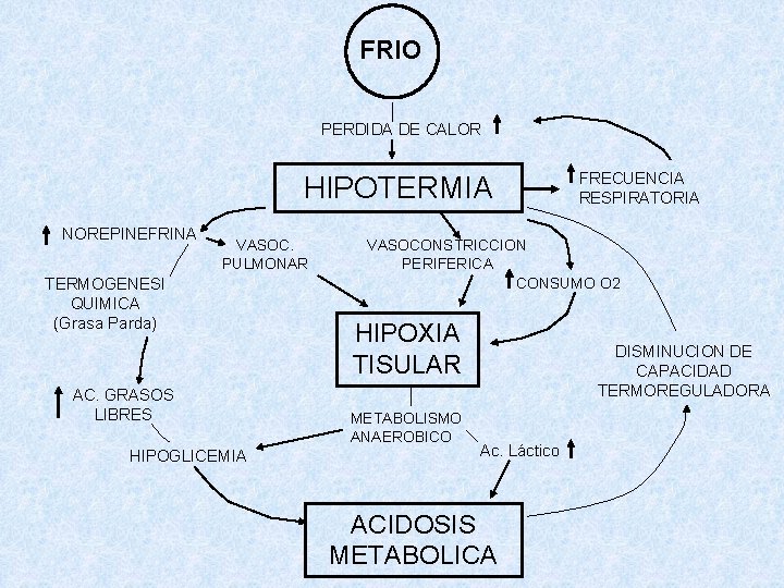 FRIO PERDIDA DE CALOR HIPOTERMIA NOREPINEFRINA VASOC. PULMONAR TERMOGENESI QUIMICA (Grasa Parda) AC. GRASOS