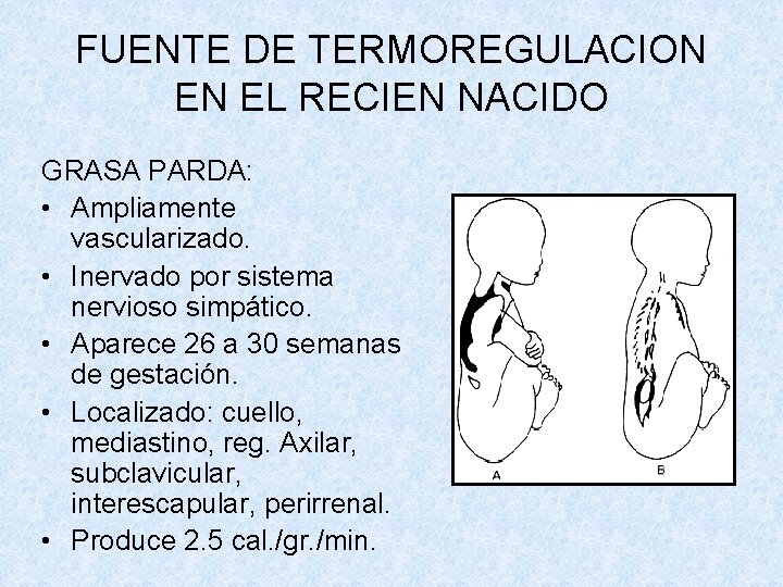 FUENTE DE TERMOREGULACION EN EL RECIEN NACIDO GRASA PARDA: • Ampliamente vascularizado. • Inervado