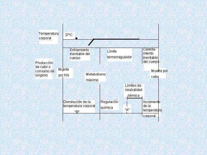  Temperatura corporal 37ºC Enfriamiento inevitable del cuerpo Producción de calor o consumo de