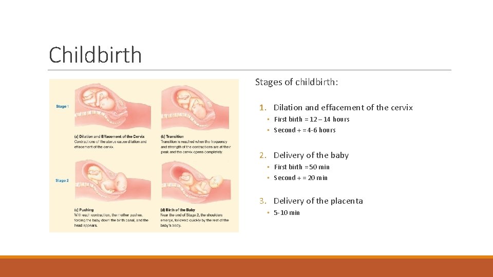 Childbirth Stages of childbirth: 1. Dilation and effacement of the cervix ◦ First birth