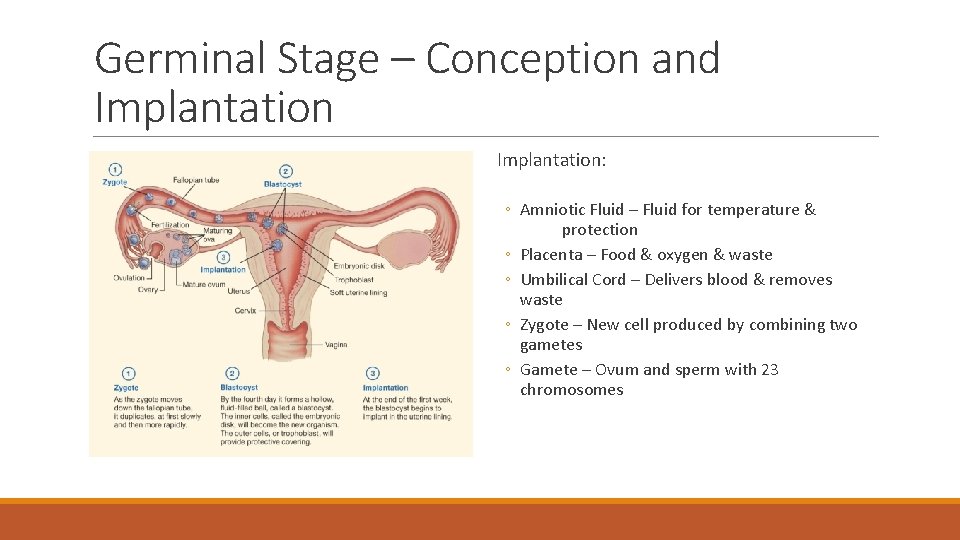 Germinal Stage – Conception and Implantation: ◦ Amniotic Fluid – Fluid for temperature &