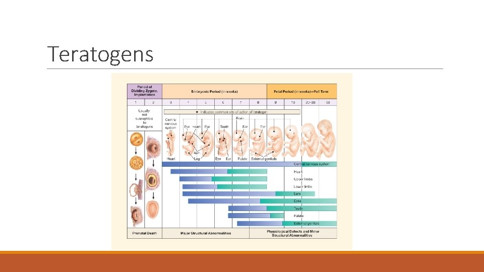 Teratogens 