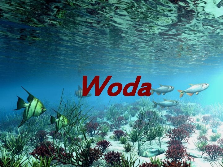 Woda 