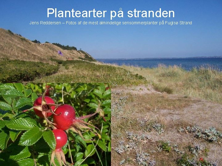 Plantearter på stranden Jens Reddersen – Fotos af de mest almindelige sensommerplanter på Fuglsø