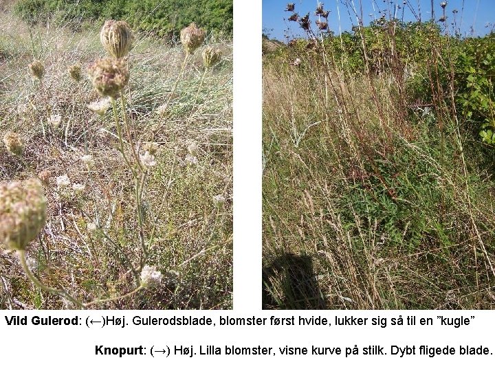 Vild Gulerod: (←)Høj. Gulerodsblade, blomster først hvide, lukker sig så til en ”kugle” Knopurt: