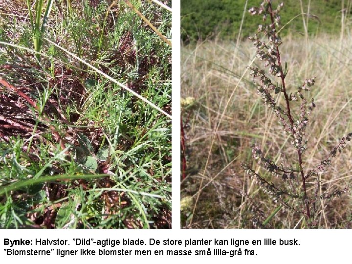 Bynke: Halvstor. ”Dild”-agtige blade. De store planter kan ligne en lille busk. ”Blomsterne” ligner