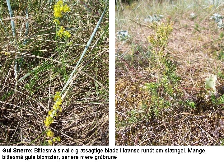 Gul Snerre: Bittesmå smalle græsagtige blade i kranse rundt om stængel. Mange bittesmå gule