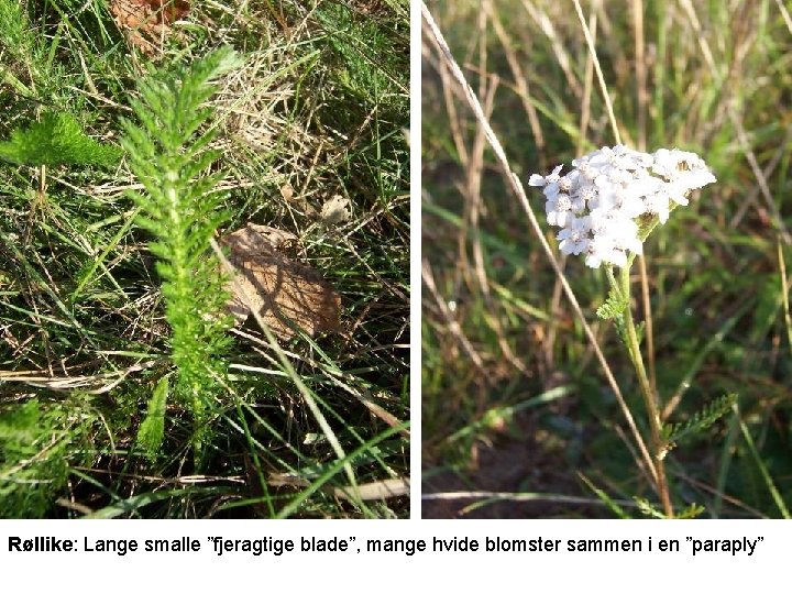Røllike: Lange smalle ”fjeragtige blade”, mange hvide blomster sammen i en ”paraply” 