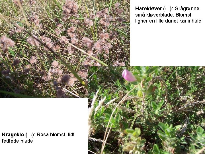 Harekløver (←): Grågrønne små kløverblade. Blomst ligner en lille dunet kaninhale Krageklo (→): Rosa